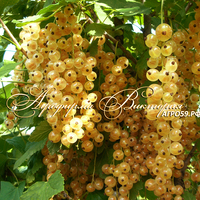 Смородина РОЗОВОЕ ШАМПАНСКОЕ (США) (КИСЛИНКИ НЕТ ВООБЩЕ! САМЫЕ СЛАДКИЕ СОРТА ОТБИРАЛИ ДЕСЯТИЛЕТИЯМИ!)(КРУПНОМЕР! ОГРОМНЫЙ КУСТ, УРОЖАЙ В ГОД ПОСАДКИ) Смородина РОЗОВОЕ ШАМПАНСКОЕ (США) (КИСЛИНКИ НЕТ ВООБЩЕ! САМЫЕ СЛАДКИЕ СОРТА ОТБИРАЛИ ДЕСЯТИЛЕТИЯМИ!)(КРУПНОМЕР! ОГРОМНЫЙ КУСТ, УРОЖАЙ В ГОД ПОСАДКИ)